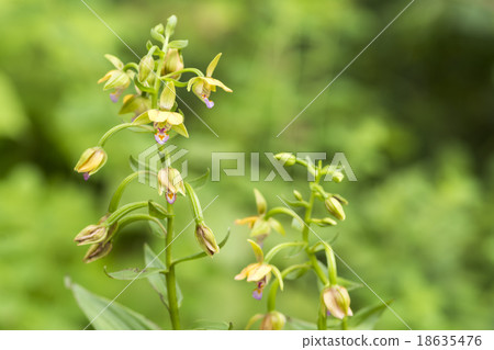 Kakiran花 18635476