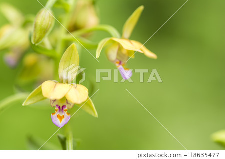 Kakiran的花 Kakiran的花 18635477