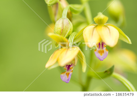 Up of a flower of a kakiran 18635479