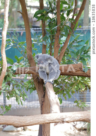 走路的考拉 走路的考拉 18635838