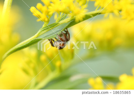 Creatures Spider web cat, it is a young female. It gets bigger and winter, so we are getting milk Creatures Spider web cat, it is a young female. It gets bigger and winter, so we are getting milk 18635865