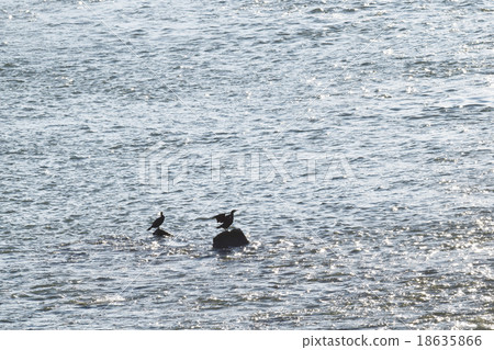 Cormorant Kiso River Cormorant Kiso River 18635866