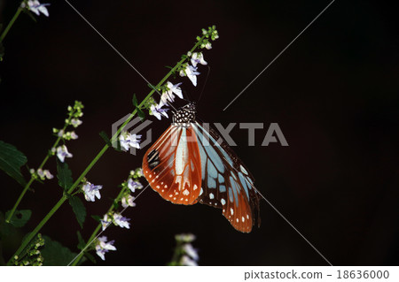 Asagi madara Asagi madara 18636000