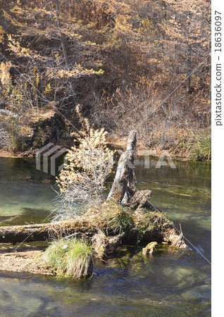 Yukawa·腐朽的樹的流動（日光/ Senjogahara /日光市，栃木縣） 18636097