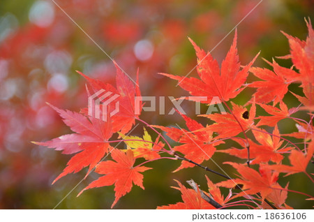 Autumn Leaves (Sasagamine Camp Site / Niigata Prefecture Myoko City) 18636106