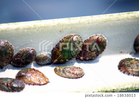 鮑魚 鮑魚 18638013