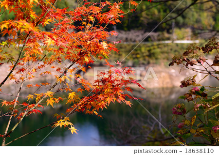 Hyuga kami dam of autumn leaves 18638110