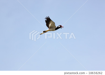 Black Seagull flying in the sky at high speed. 18638262