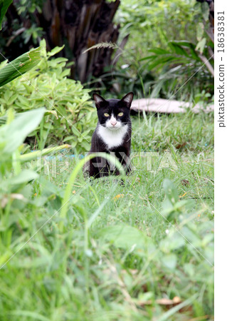 Black cat in the garden looking at it. 18638381