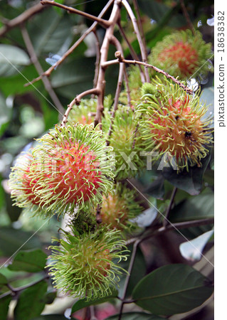 Rambutan Fruits Domestic Thailand 18638382