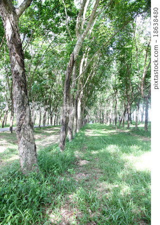 The rubber plantation. The rubber plantation. 18638480