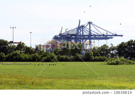 Birds in the Grassland. 18638614