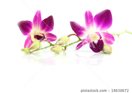 The Purple orchid. The Purple orchid. 18638672