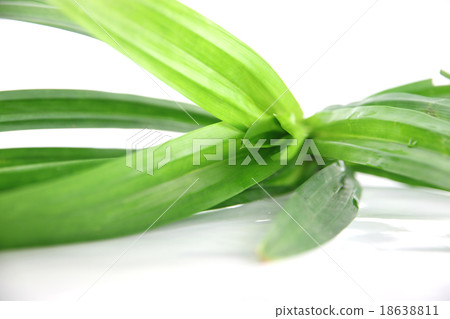 The Leaves pandan. 18638811