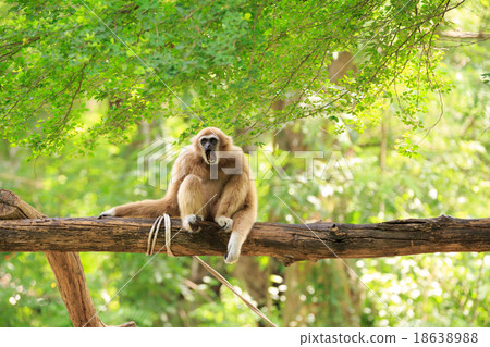 Golden gibbon sitting on a tree's branch looking 18638988