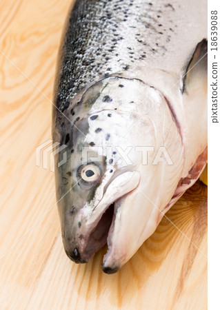 Close up on a whole raw Norwegian salmon 18639088