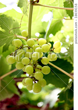 Green seedless grapes. 18639158