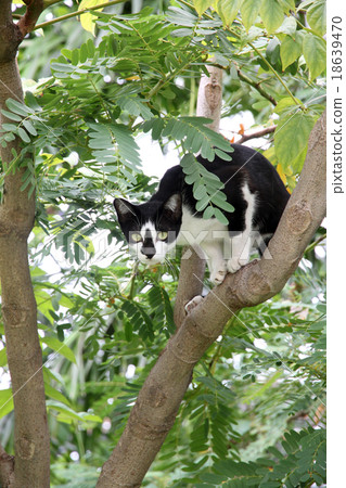 Black cat on the tree in garden. 18639470