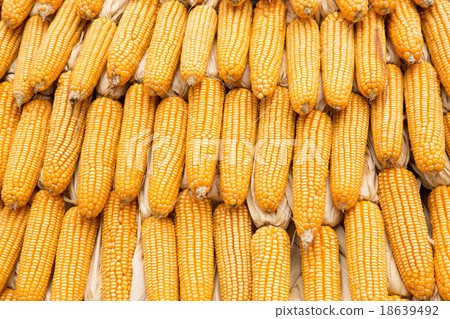 Yellow dried corn bundle together texture 18639492