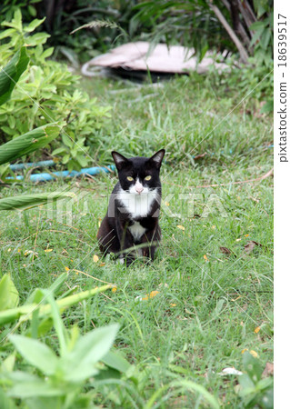 Black cat in the garden looking at it. 18639517
