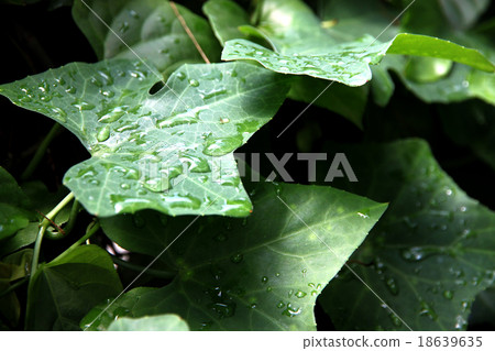 Leaf gourd and water drops. Leaf gourd and water drops. 18639635