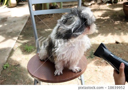 Dog are blowing. Dog are blowing. 18639952