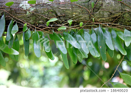 Small green leaves stuck in branches of tree. Small green leaves stuck in branches of tree. 18640020