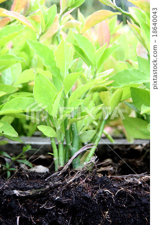 Seedlings and ground in the garden. Seedlings and ground in the garden. 18640043