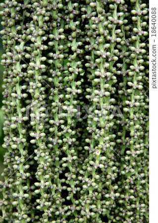 Seeds of Palms trees that are not Fully grown it have the green. Seeds of Palms trees that are not Fully grown it have the green. 18640088