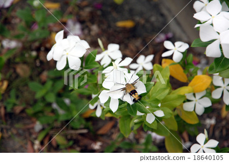 White Catharanthus roseus in the garden. 18640105