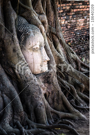 Ancient buddha head embeded in banyan tree from Ayutthaya, Thail 18640109