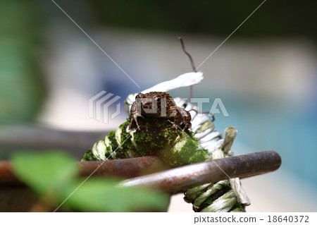 Bamboo shoots Bamboo shoots 18640372