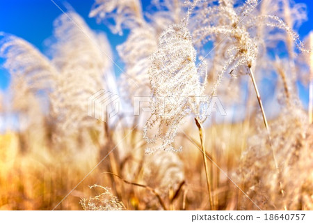 Miscanthus Miscanthus 18640757
