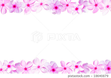 Catharanthus roseus, flower frame Catharanthus roseus, flower frame 18640879