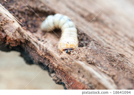 little woodworm 18641094