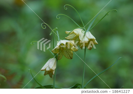 似乎有許多叫做bungeira lily shell mother（誘餌）的東西。 18641227