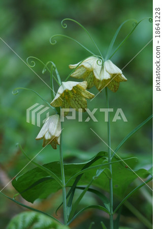 There seems to be a lot of things called bungeira lily shell mother (bait). 18641228
