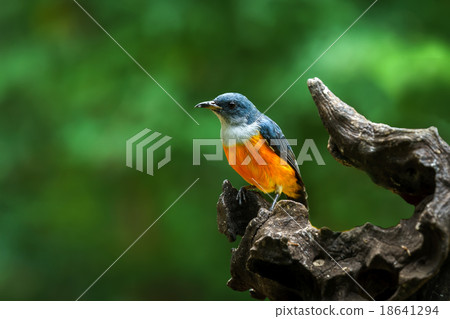 Orange-bellied Flowerpecker  bird in thailand 18641294