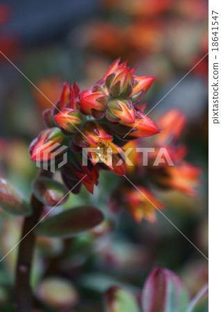 Ekebelia When the spring comes, the leaves grow green and the flowers bloom. Ekebelia When the spring comes, the leaves grow green and the flowers bloom. 18641547