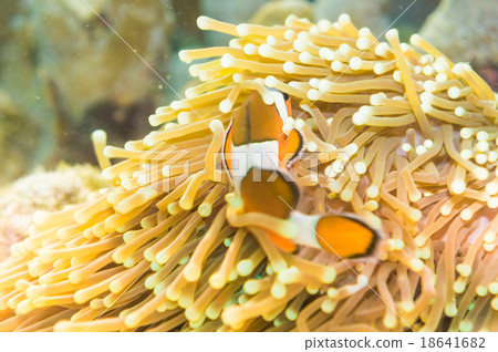 Clown Anemonefish swimming among the tentacles  18641682