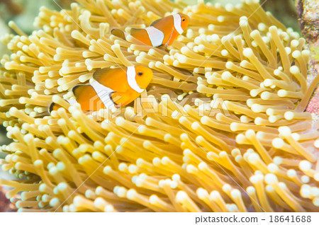 Clown Anemonefish swimming among the tentacles Clown Anemonefish swimming among the tentacles 18641688