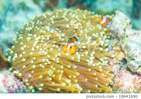 圖庫照片: anemone and anemone fish