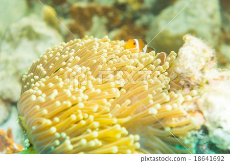 Clown Anemonefish swimming among the tentacles 18641692
