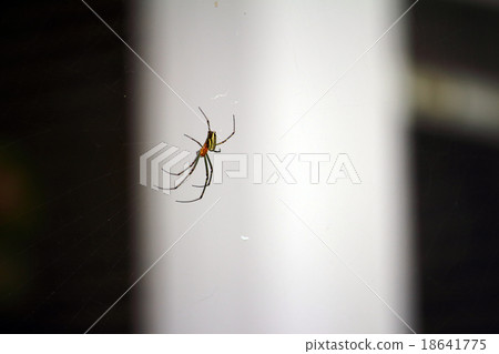 蝴蝶麻雀 蝴蝶麻雀 18641775