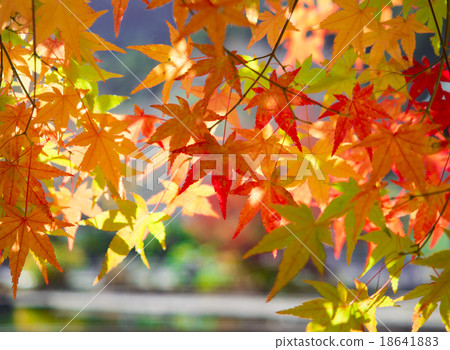 Maple Lake Golden Sand Maple Lake Golden Sand 18641883