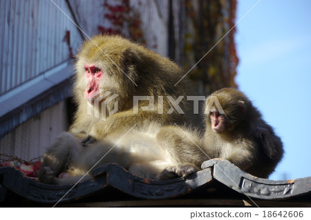 Unazuki Onsen Street monkeys 18642606