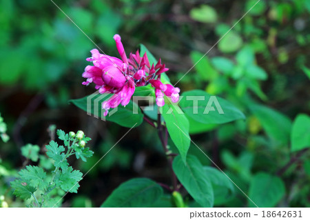 丹參酒店沃爾克Villadorata 18642631