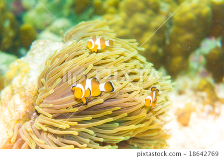 Clownfish in a colorful purple host anemone Clownfish in a colorful purple host anemone 18642769