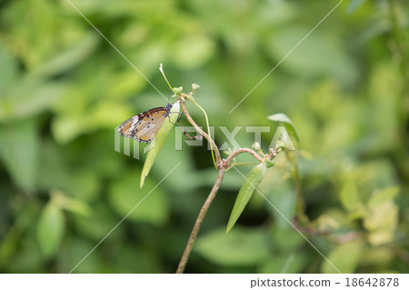 Butterfly on little flower with green background 18642878