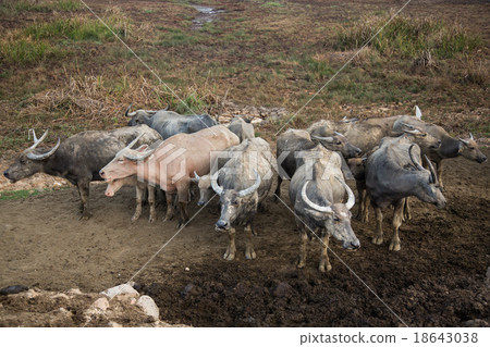herd of buffalo in a muddy field 18643038